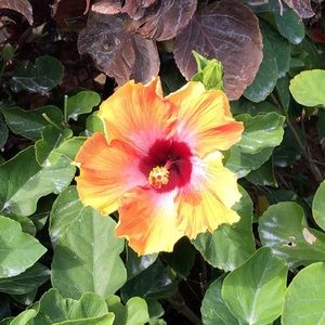 Meet your Posher, Camila